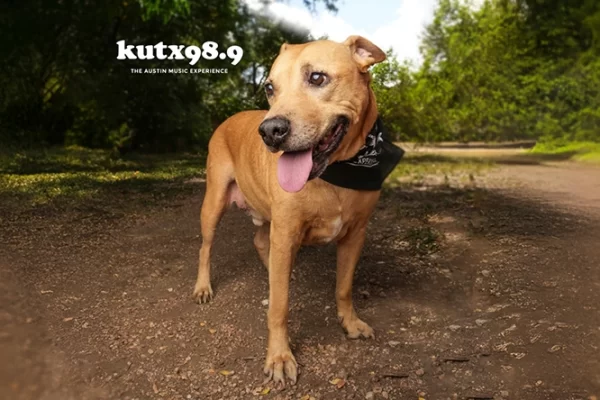 FVF Law Dog Calendar