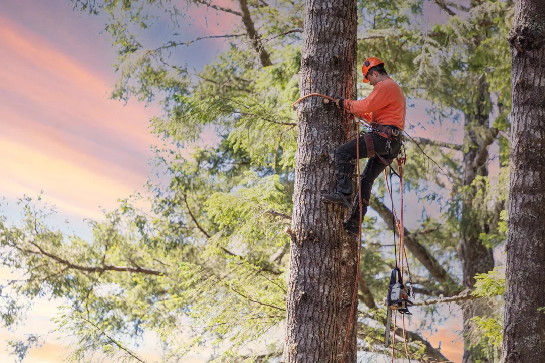 Lumberjack cutting branches on tree in Northern California. Arborist.
