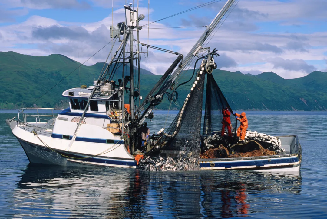 fishing boat raising net full of fish out of the water